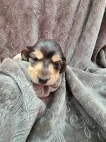 Sabastian AKC, a male Miniature Dachshund for sale in Alma, MI – Photo 4 of 10