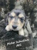 Sabastian AKC, a male Miniature Dachshund for sale in Alma, MI – Photo 7 of 10