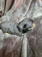 Sabastian AKC, a male Miniature Dachshund for sale in Alma, MI – Photo 5 of 10