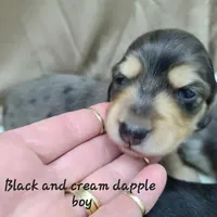 Sabastian AKC, a male Miniature Dachshund for sale in Alma, MI – Photo 3 of 10