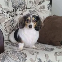 Sabastian AKC, a male Miniature Dachshund for sale in Alma, MI – Photo 6 of 10