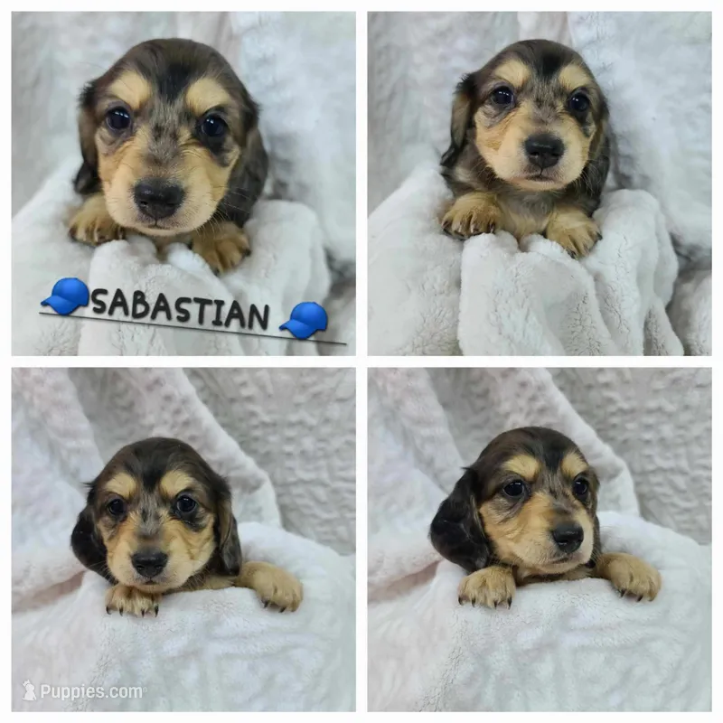 Sabastian AKC, a male Miniature Dachshund for sale in Alma, MI – Photo 1 of 10