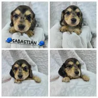 Sabastian AKC, a male Miniature Dachshund for sale in Alma, MI – Photo 1 of 10