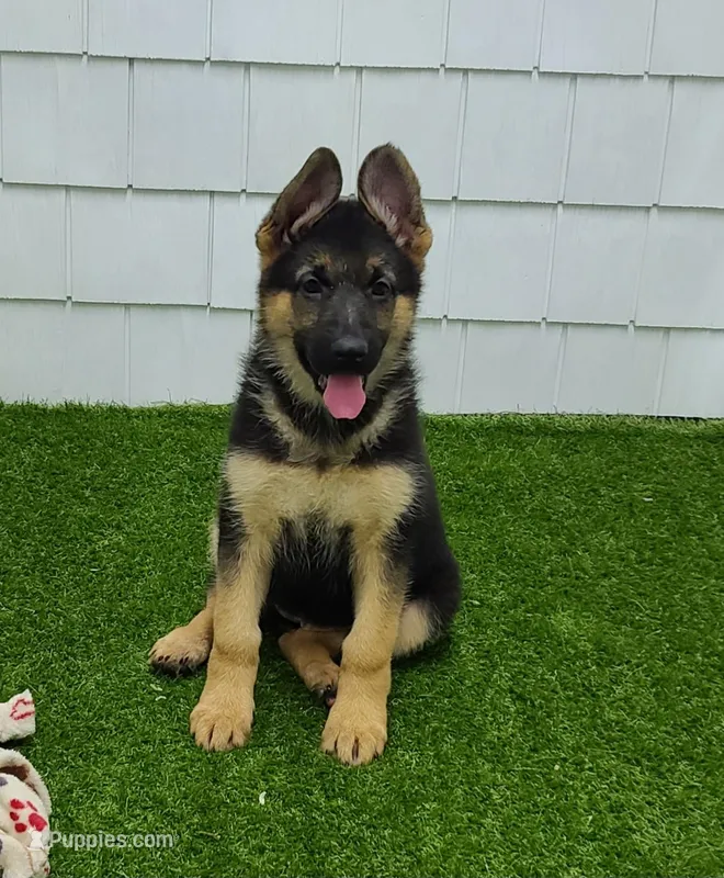 Greta AKC, a female German Shepherd Dog for sale in Alma, MI – Photo 1 of 8