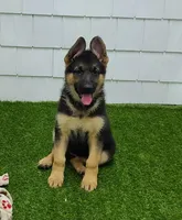 Greta AKC, a female German Shepherd Dog for sale in Alma, MI – Photo 1 of 8