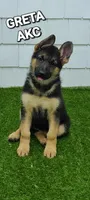Greta AKC, a female German Shepherd Dog for sale in Alma, MI – Photo 6 of 8
