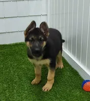 Greta AKC, a female German Shepherd Dog for sale in Alma, MI – Photo 4 of 8