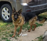 Greta AKC, a female German Shepherd Dog for sale in Alma, MI – Photo 7 of 8