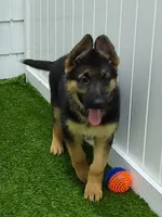 Greta AKC, a female German Shepherd Dog for sale in Alma, MI – Photo 2 of 8