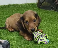 Sabastian AKC New pics 10-12!, a male Dachshund for sale in Alma, MI – Photo 2 of 9