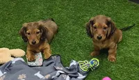 Sabastian AKC New pics 10-12!, a male Dachshund for sale in Alma, MI – Photo 7 of 9