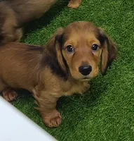 Sabastian AKC New pics 10-12!, a male Dachshund for sale in Alma, MI – Photo 8 of 9