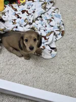 Akc LH miniature boy "Teddy" new pics 7-13, a male Miniature Dachshund for sale in Alma, MI – 4 of 7