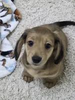 Akc LH miniature boy "Teddy" new pics 7-13, a male Miniature Dachshund for sale in Alma, MI – 6 of 7