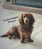 Sabastian AKC Mini longhair, a male Dachshund for sale in Alma, MI – Photo 5 of 5