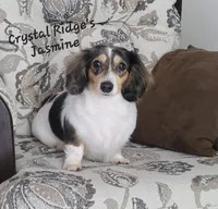 Sabastian AKC Mini longhair, a male Dachshund for sale in Alma, MI – Photo 2 of 5