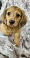 Sabastian AKC Mini longhair, a male Dachshund for sale in Alma, MI – Photo 1 of 5