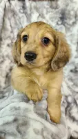 Sabastian AKC Mini longhair, a male Dachshund for sale in Alma, MI – Photo 3 of 5