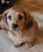 Sabastian AKC Mini longhair, a male Dachshund for sale in Alma, MI – Photo 4 of 5