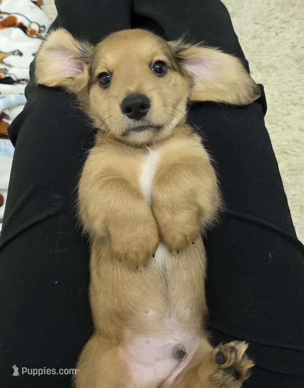 Akc LH miniature boy "Teddy" new pics 7-13 – Miniature Dachshund puppy for sale in Alma, MI