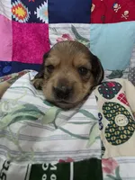 Akc LH miniature boy "Teddy", a male Miniature Dachshund for sale in Alma, MI – 3 of 4