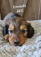 Emmett AKC Mini, a male Dachshund for sale in Alma, MI – Photo 2 of 7