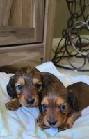 Emmett AKC Mini, a male Dachshund for sale in Alma, MI – Photo 6 of 7