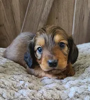 Emmett AKC Mini, a male Dachshund for sale in Alma, MI – Photo 4 of 7