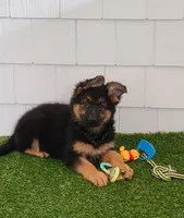 Kimber AKC, a female German Shepherd Dog for sale in Alma, MI – Photo 3 of 6