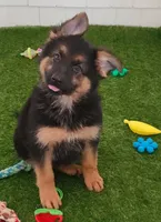 Kimber AKC, a female German Shepherd Dog for sale in Alma, MI – Photo 5 of 6