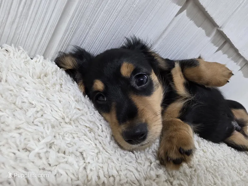 Harley AKC longhair  – Miniature Dachshund puppy for sale in Alma, MI
