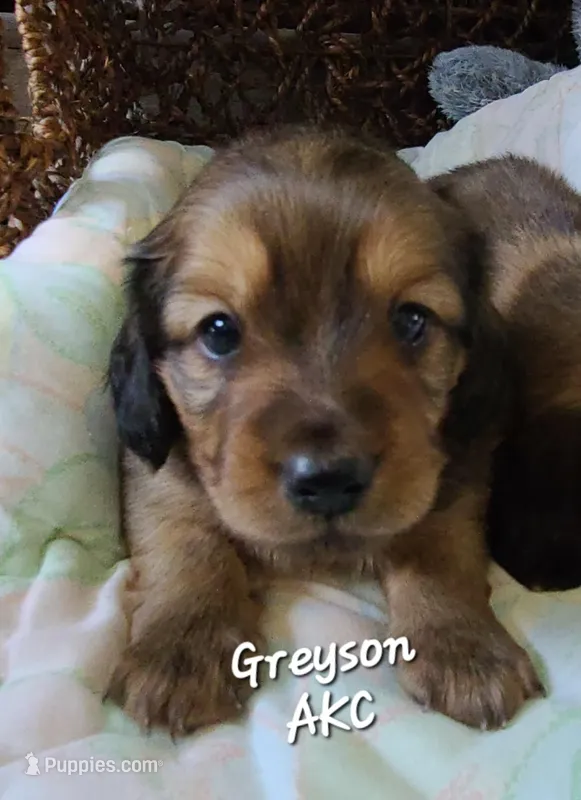 Greyson AKC Eng. Crm