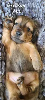 Greyson AKC Eng. Crm, a male Dachshund for sale in Alma, MI – Photo 6 of 6