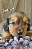 Greyson AKC Eng. Crm, a male Dachshund for sale in Alma, MI – Photo 5 of 6