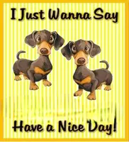 Greyson AKC Eng. Crm, a male Dachshund for sale in Alma, MI – Photo 4 of 6