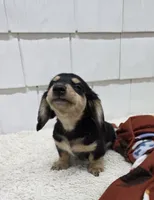 Olive AKC Miniature Longhair , a female Dachshund for sale in Alma, MI – 2 of 5