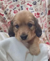 Odin AKC longhair, a male Miniature Dachshund for sale in Alma, MI – Photo 9 of 10