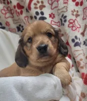 Odin AKC longhair, a male Miniature Dachshund for sale in Alma, MI – Photo 4 of 10