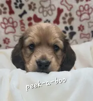 Odin AKC longhair, a male Miniature Dachshund for sale in Alma, MI – Photo 1 of 10