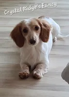 Odin AKC longhair, a male Miniature Dachshund for sale in Alma, MI – Photo 10 of 10