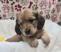 Odin AKC longhair, a male Miniature Dachshund for sale in Alma, MI – Photo 6 of 10