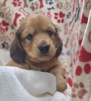 Odin AKC longhair, a male Miniature Dachshund for sale in Alma, MI – Photo 2 of 10