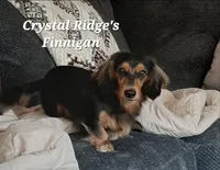 Odin AKC longhair, a male Miniature Dachshund for sale in Alma, MI – Photo 7 of 10