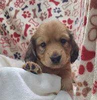 Odin AKC longhair, a male Miniature Dachshund for sale in Alma, MI – Photo 3 of 10