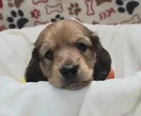 Odin AKC longhair, a male Miniature Dachshund for sale in Alma, MI – Photo 8 of 10