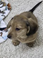 Akc LH miniature boy "Teddy" new pics 7-13, a male Miniature Dachshund for sale in Alma, MI – 5 of 7