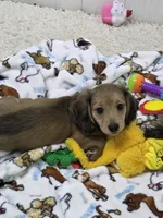 Akc LH miniature boy "Teddy" new pics 7-13, a male Miniature Dachshund for sale in Alma, MI – 3 of 7