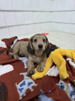 Akc LH miniature boy "Teddy" new pics 7-17 : ), a male Miniature Dachshund for sale in Alma, MI – 5 of 6