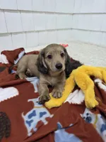 Akc LH miniature boy "Teddy" new pics 7-17 : ), a male Miniature Dachshund for sale in Alma, MI – 4 of 6