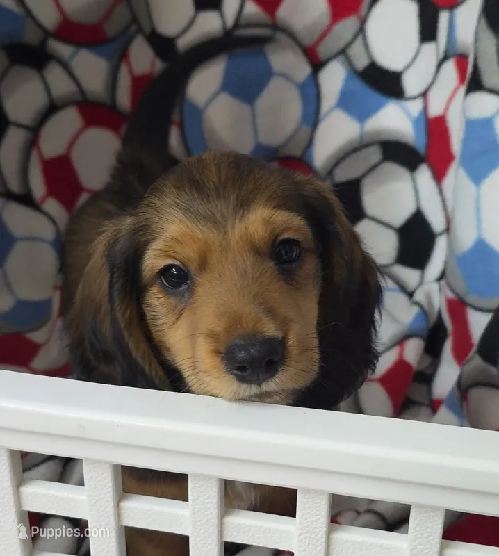 Akc LH miniature boy " Arlo" – Miniature Dachshund puppy for sale in Alma, MI